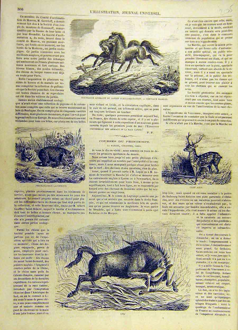 Original Old Antique Print Horses Animals Deer Axis Gnu Acclimatation Garden