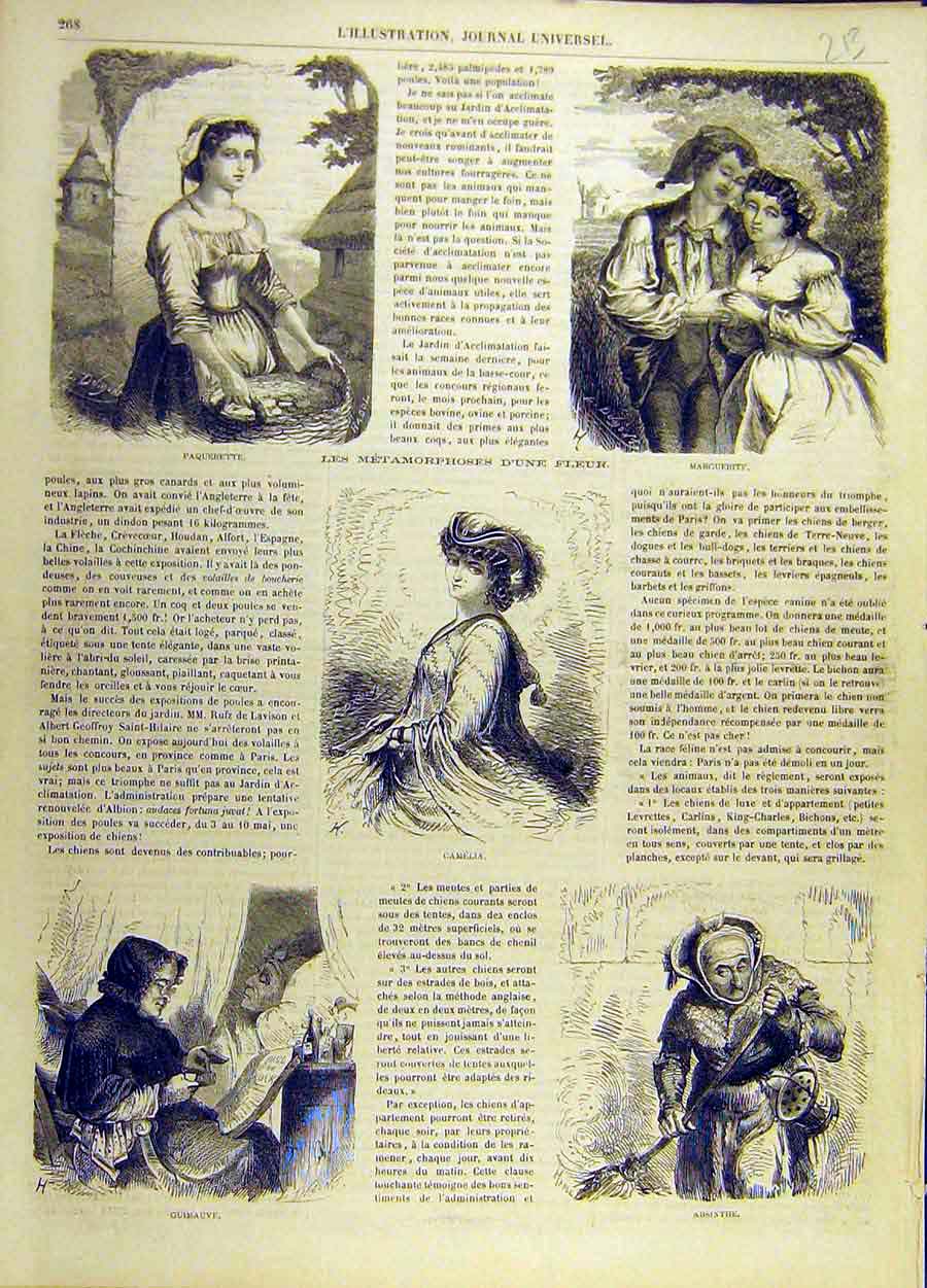 Old Antique Print Camelia Guimauve Absinthe Marguerite Flower Paquerette