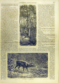 Original Old Antique Print Deer Animal Forest Spring Winter Stag French