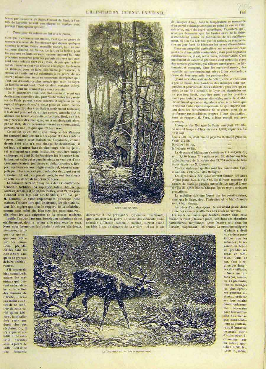 Original Old Antique Print Deer Animal Forest Spring Winter Stag French