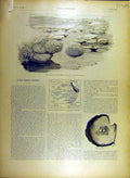 Original Old Antique Print 1895 Coral Barrier-Reef Pearls Australia Map 19th