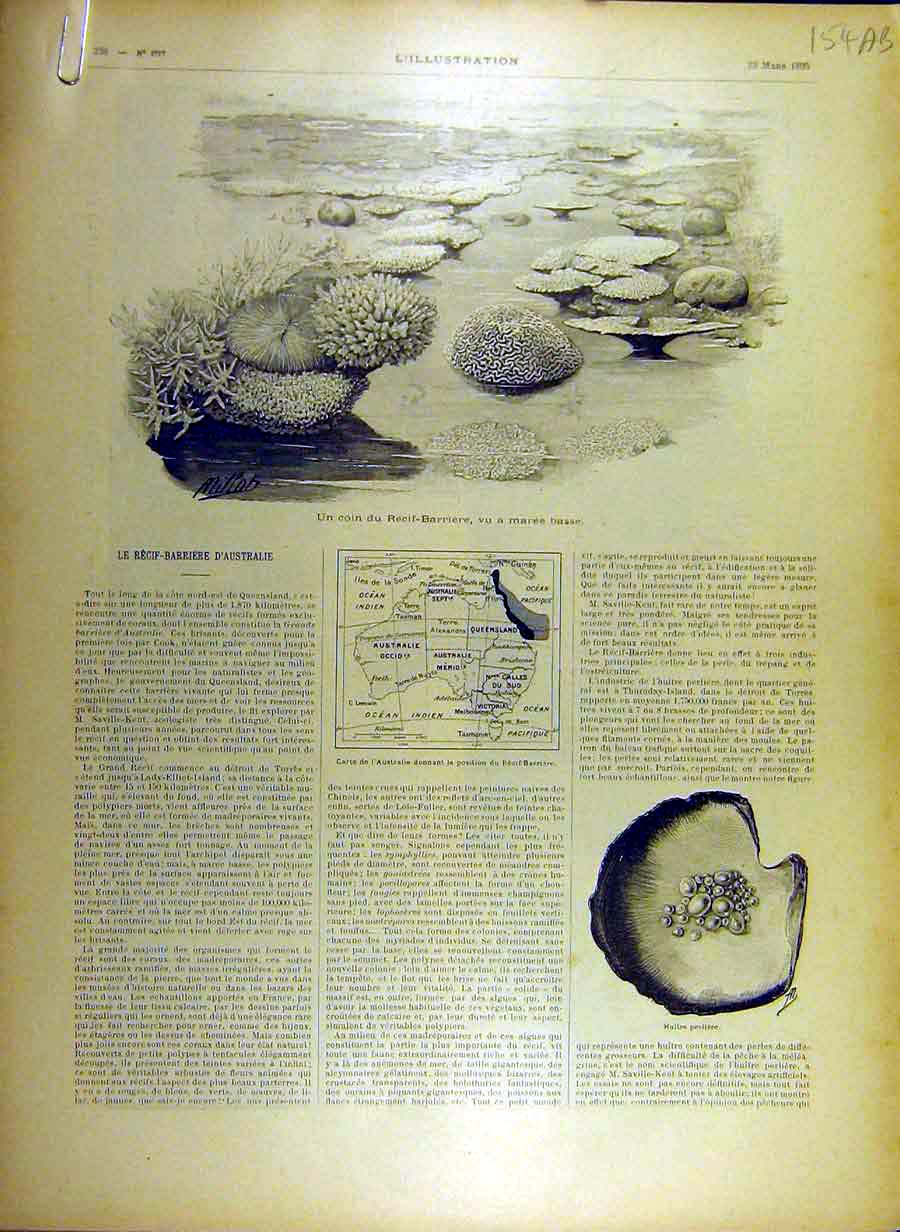 Original Old Antique Print 1895 Coral Barrier-Reef Pearls Australia Map 19th