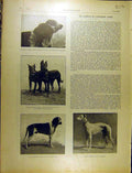 Old Antique Print 1902 Canine Dogs Laureats L'Exposition Royal Celebrity 20th