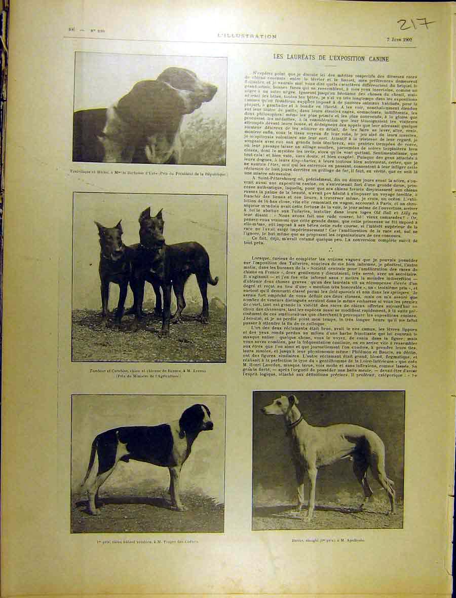 Old Antique Print 1902 Canine Dogs Laureats L'Exposition Royal Celebrity 20th