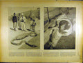Original Old Antique Print 1902 Snake Swallow Pig Boa Sanglier Ouvert French