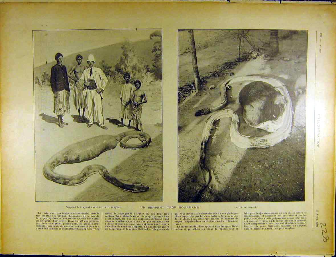 Original Old Antique Print 1902 Snake Swallow Pig Boa Sanglier Ouvert French