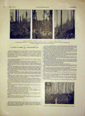 Old Antique Print Hartmannswiller Forest Troops Chapel Trench French 1915 20th