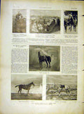 Original Old Vintage Print Steeple-Chase Horses Bengali Auteuil Gris-Vetu 1919