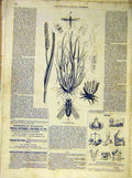 Original Old Antique Print Insects Chlorops Honey Bees French 1854 Victorian