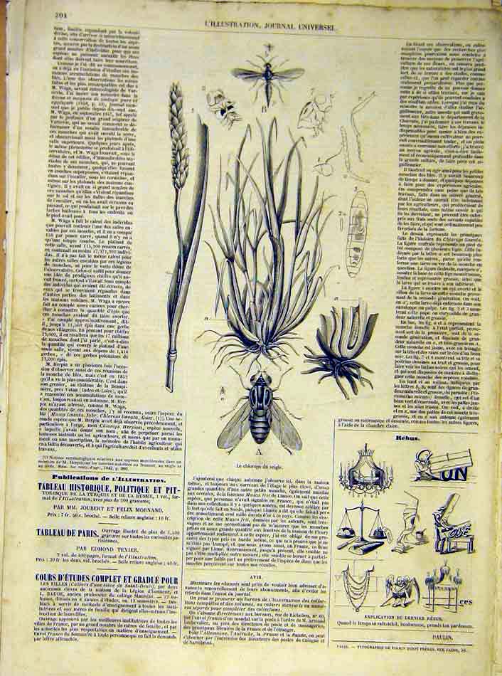 Original Old Antique Print Insects Chlorops Honey Bees French 1854 Victorian