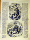 Original Old Antique Print Gorilla Gabon Lion Jaguar Antelope French 1854 19th