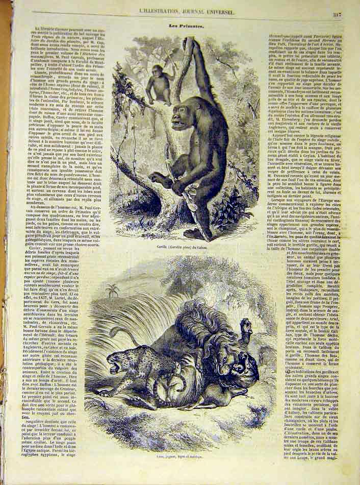 Original Old Antique Print Gorilla Gabon Lion Jaguar Antelope French 1854 19th
