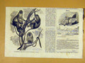 Original Old Antique Print Monkey Animal Mammal French 1854 19th