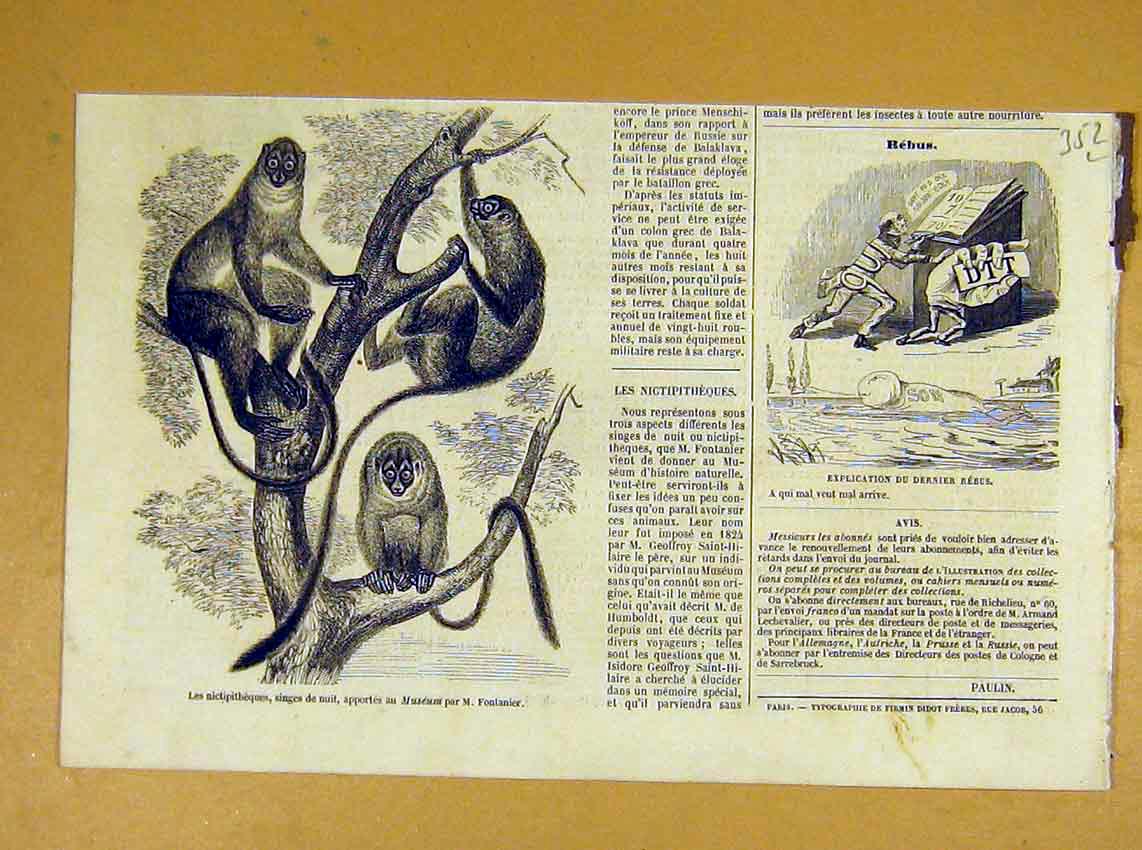 Original Old Antique Print Monkey Animal Mammal French 1854 19th