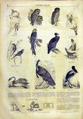 Original Old Antique Print Birds Owl Vulture Swan Turkey French 1859 Victorian