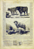 Original Old Antique Print Cattle Beef Bonheur Pyrenees Goats French 1859 19th