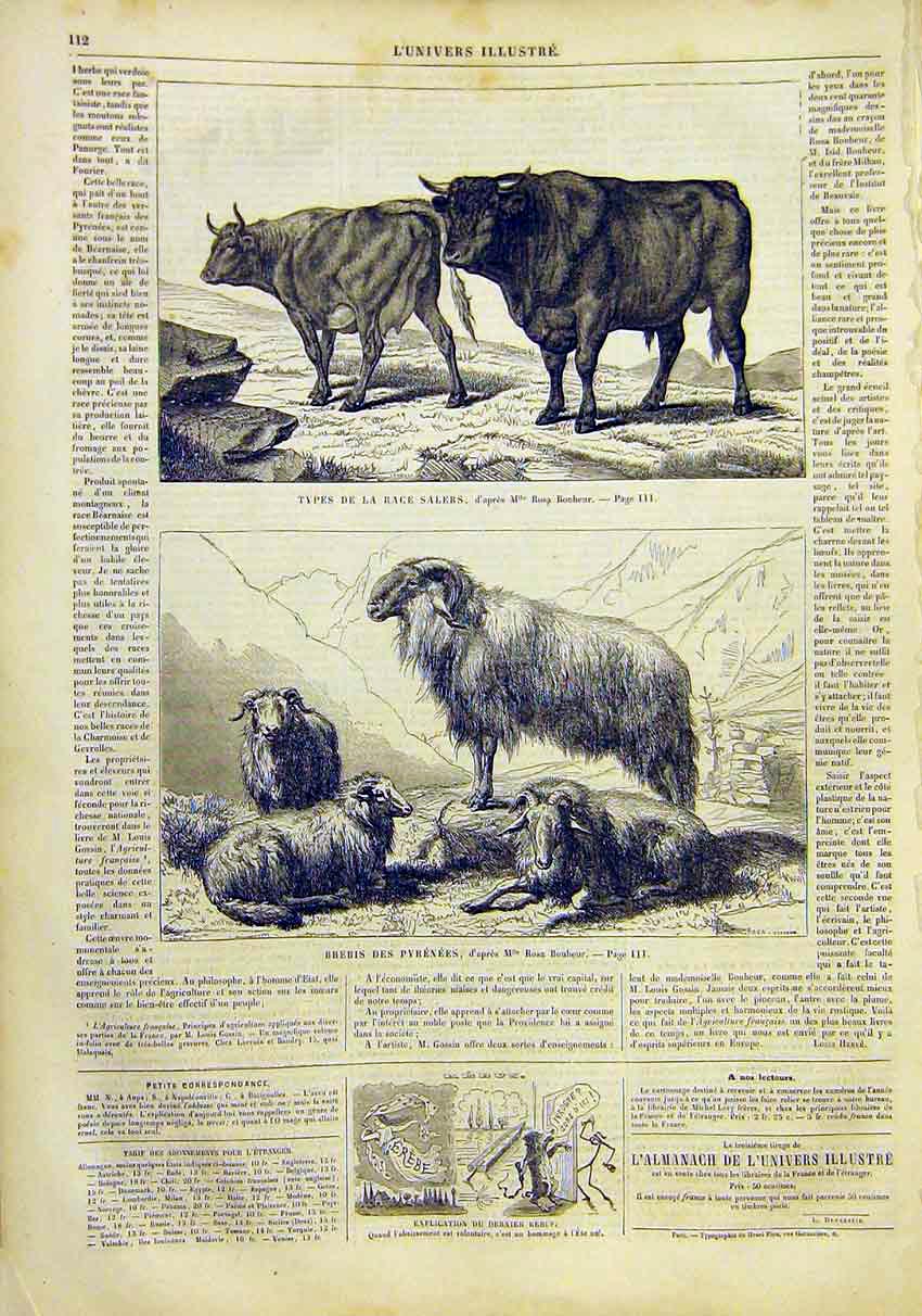 Original Old Antique Print Cattle Beef Bonheur Pyrenees Goats French 1859 19th