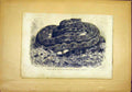 Original Old Antique Print Snake Python Eggs Pearson French 1866 Serpent 19th