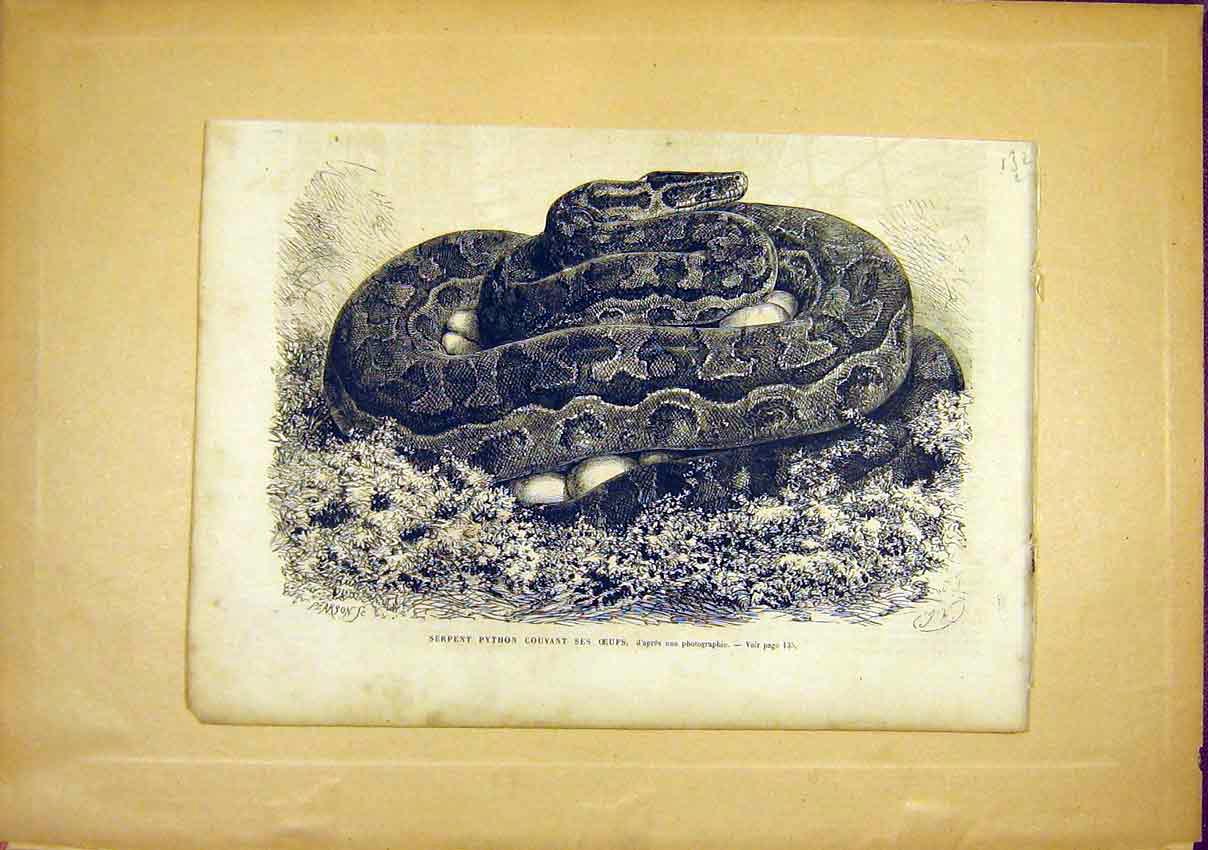 Original Old Antique Print Snake Python Eggs Pearson French 1866 Serpent 19th