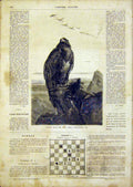 Original Old Antique Print Eagle Wolf Bird Prey Animal French 1866 Victorian