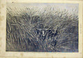 Original Old Antique Print Vegetation Africa Australia Baines French 1866 19th