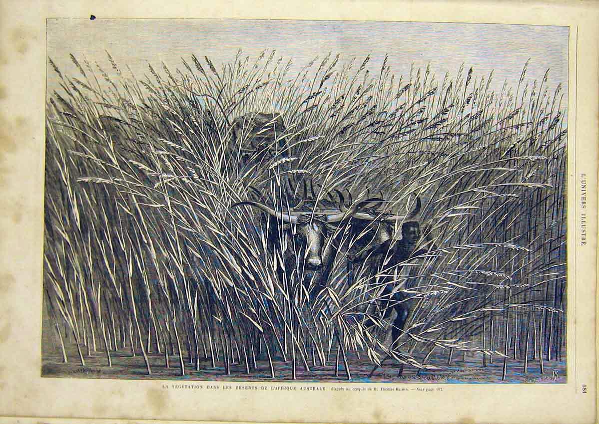 Original Old Antique Print Vegetation Africa Australia Baines French 1866 19th