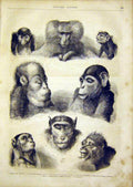 Original Old Antique Print Monkey Animal Chimpanzee Baboon French 1866 Victorian