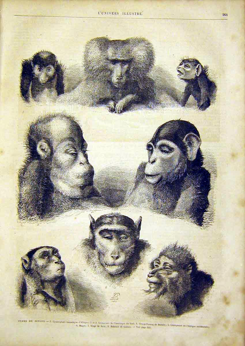 Original Old Antique Print Monkey Animal Chimpanzee Baboon French 1866 Victorian