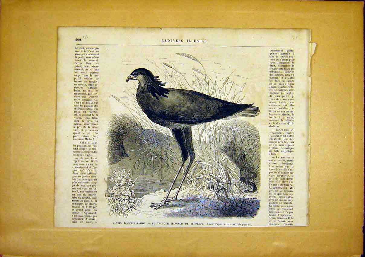 Original Old Antique Print Bird Snake-Eater French 1866 Animal 19th