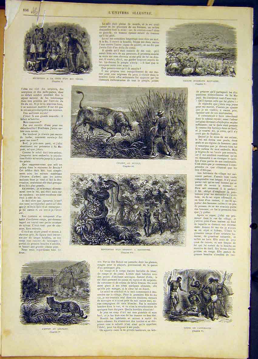Original Old Antique Print Buffalo Leopard Africa Elephant Sketches 1868 19th