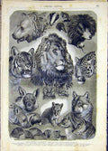 Original Old Antique Print Carnivorous Animals Lentemann Sketch French 1868 19th