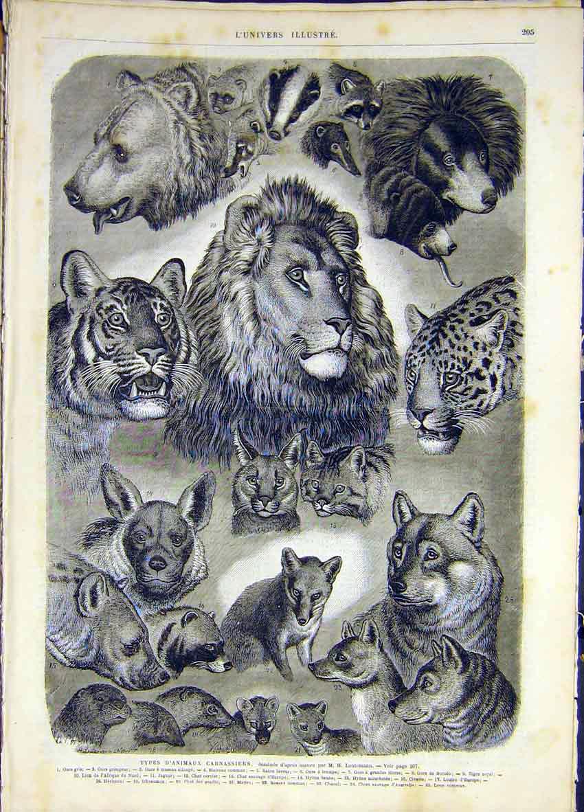 Original Old Antique Print Carnivorous Animals Lentemann Sketch French 1868 19th