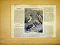 Original Old Antique Print Bird Tantale Festons Roses Animal French 1865 19th