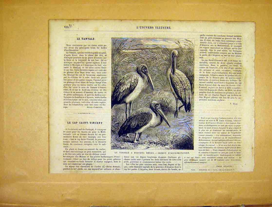Original Old Antique Print Bird Tantale Festons Roses Animal French 1865 19th