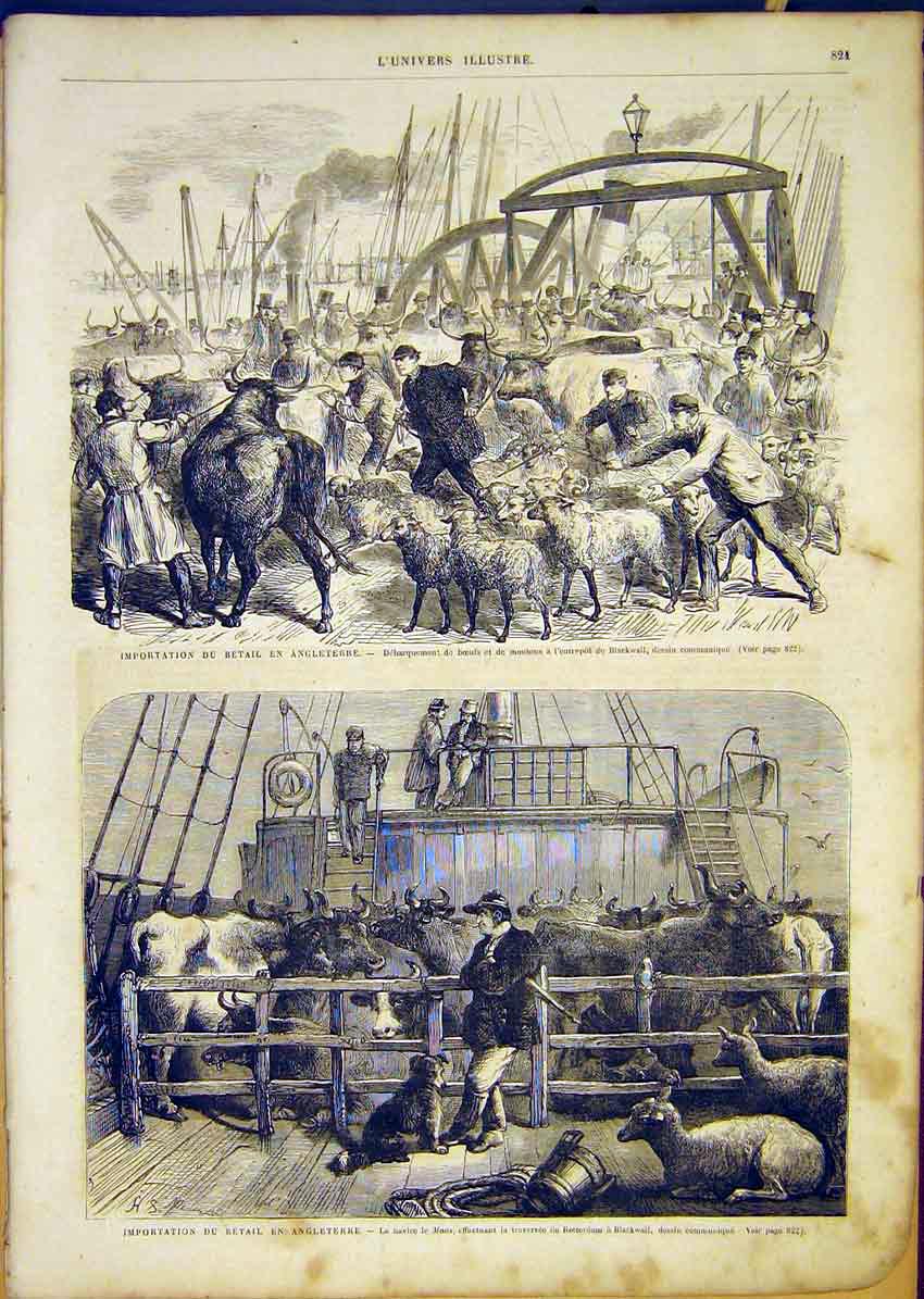 Original Old Antique Print Blackwall Cattle Sheep Animals Maas French 1865 19th