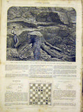 Original Old Antique Print Fossil Treet Shropshire England French 1866 Victorian