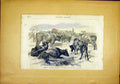 Original Old Antique Print Beef Cattle Bretons Waen French 1866 19th