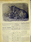 Original Old Antique Print Fox Cubs Animal Mammal Leutemann French 1868 19th