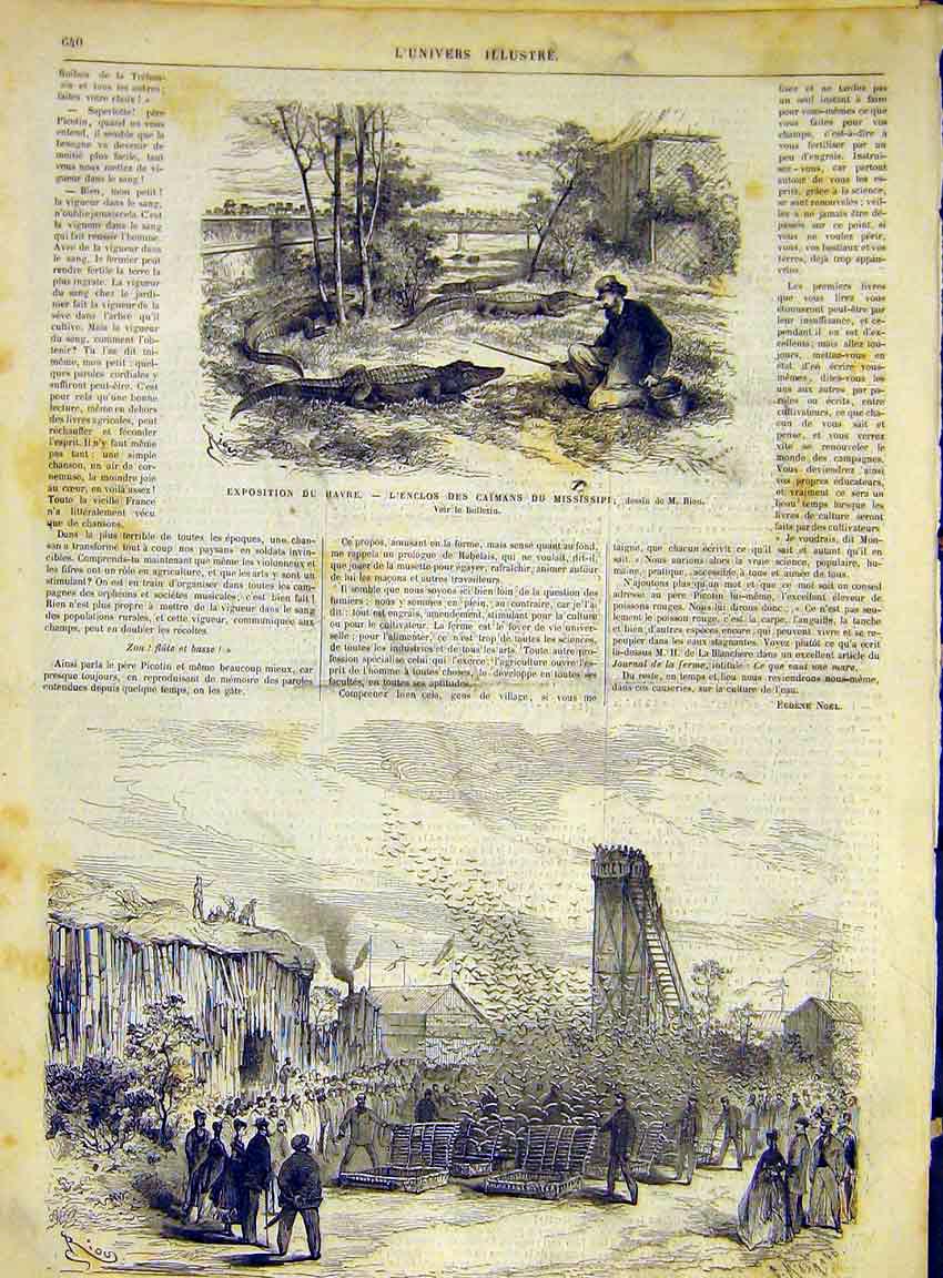 Original Old Antique Print Havre Caiman Mississipi Pigeons French 1868 Victorian