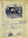 Original Old Antique Print Antelope Deer Buck California French 1868 Animal 19th