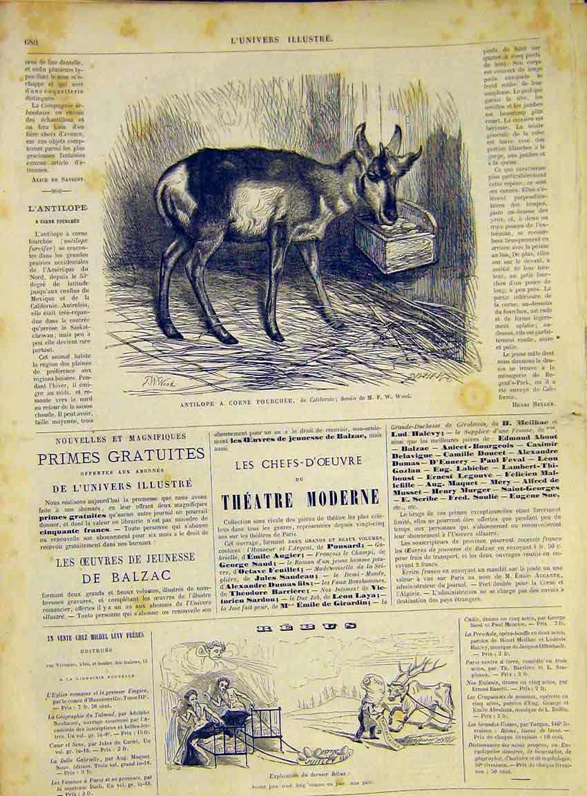 Original Old Antique Print Antelope Deer Buck California French 1868 Animal 19th