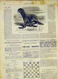 Original Old Antique Print Seal Animal Mammal Cremorne London French 1868 19th