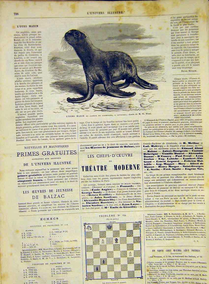 Original Old Antique Print Seal Animal Mammal Cremorne London French 1868 19th