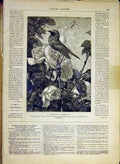 Original Old Antique Print Rossignol Mural Bird Oiseaux Rose French 1880 19th