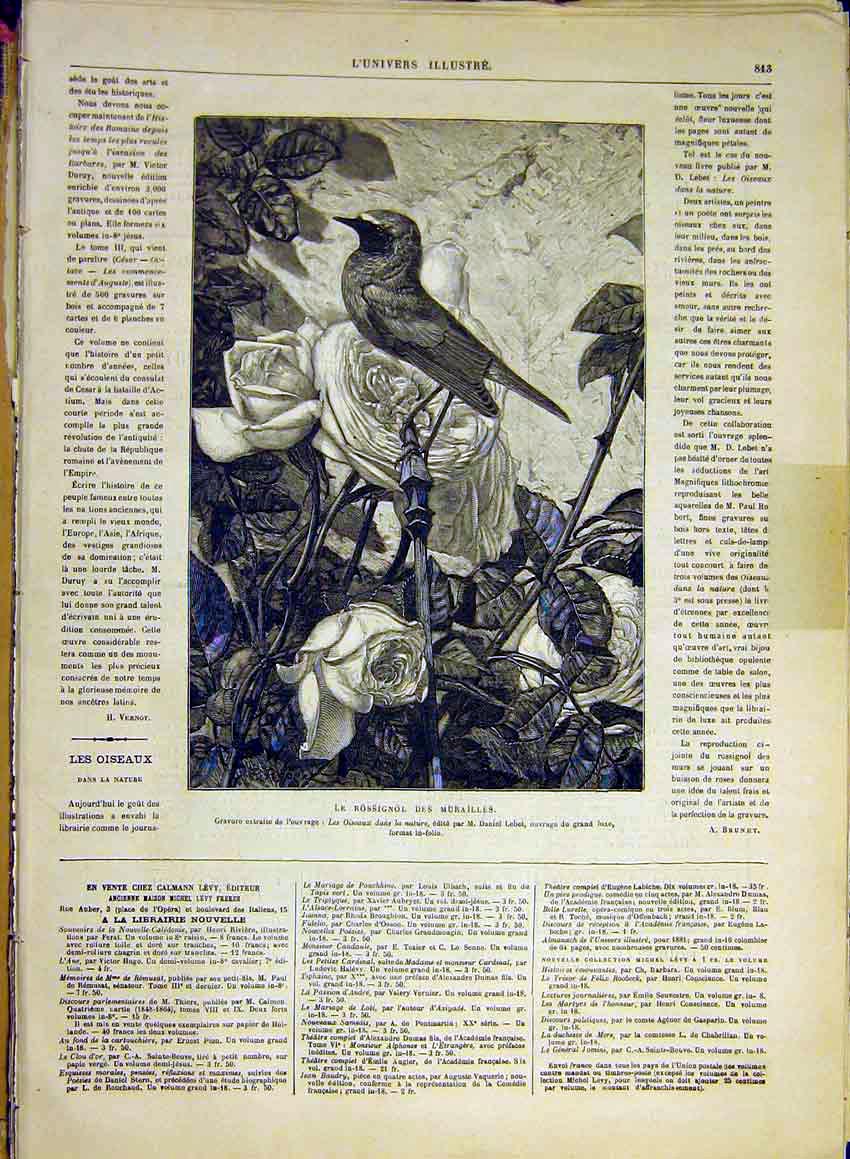 Original Old Antique Print Rossignol Mural Bird Oiseaux Rose French 1880 19th