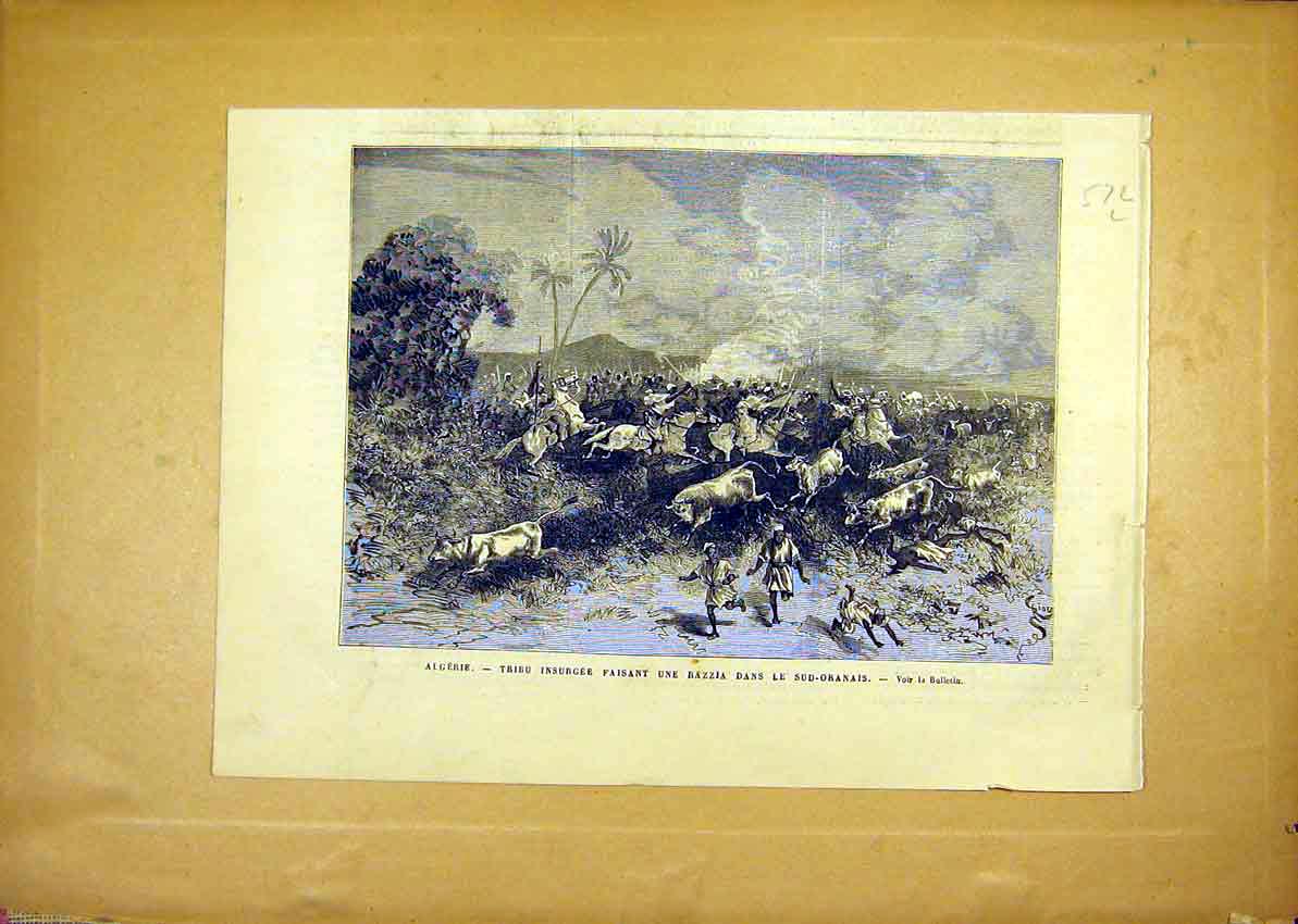 Original Old Antique Print Algeria Tribal Insurgence Oranais Cattle 1881 19th