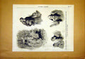 Original Old Antique Print Etrennes Colette Schultz Bayard French 1891 19th
