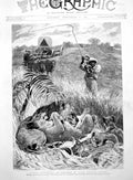 Antique Print Rude Awakening Incident South African Travel Lions Wagon 1891
