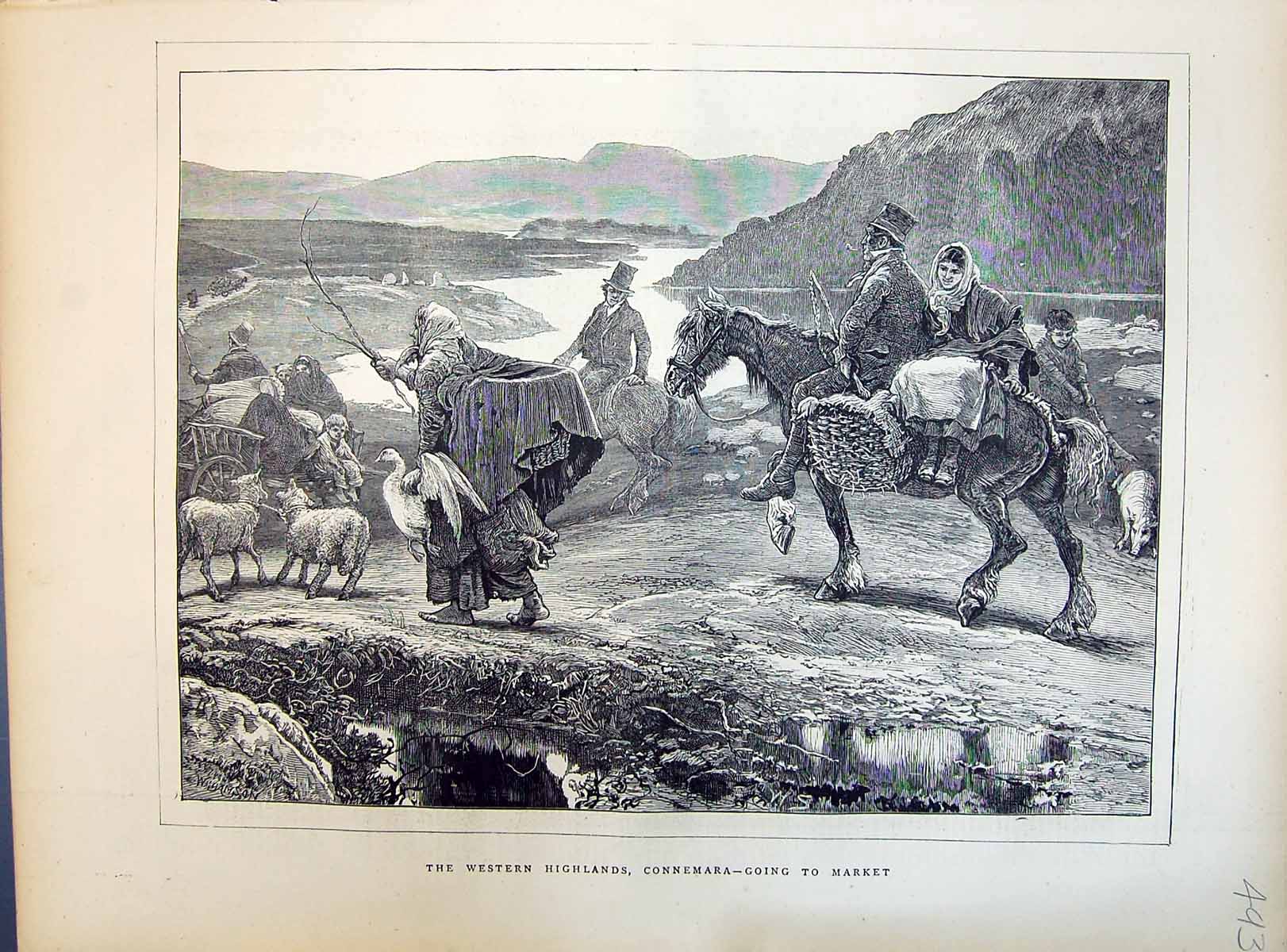 Old 1871 Western Highlands Connemara Ireland Market Day Horses Sheep Victorian