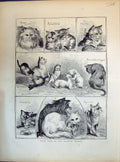 Old 1871 Prize Cats Crystal Palace Persian Hybrid Tabby English Torto Victorian